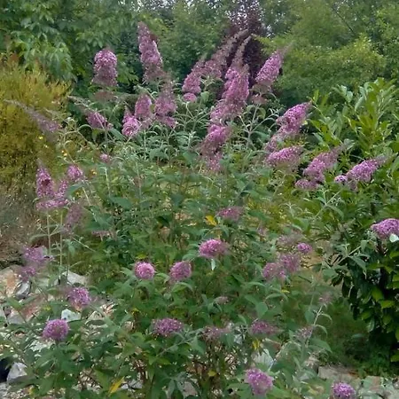 Ellis Garden Lejlighed *