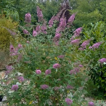 Ellis Garden דירה *
