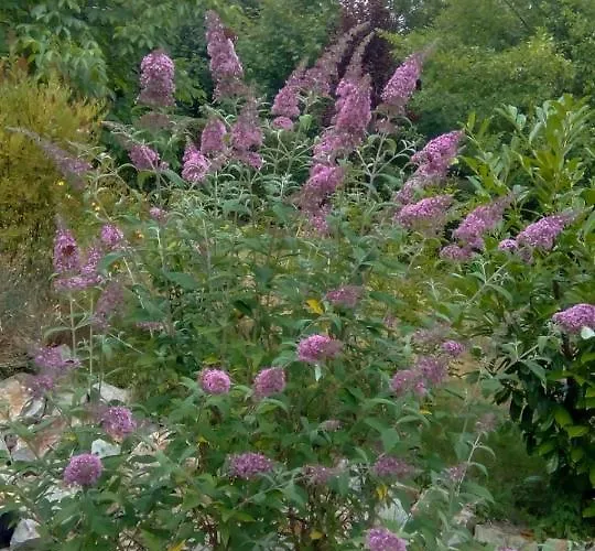 Ellis Garden Apartamento *